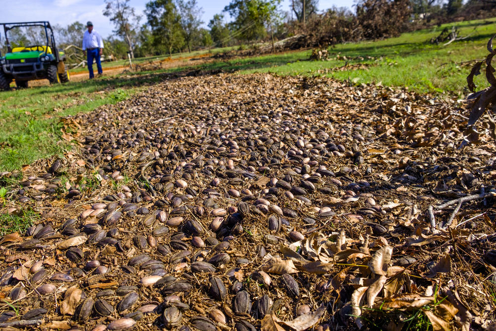 Piles of unharvestable pecans on Pine Knoll Plantation near Albany after Hurricane Michael in 2018.