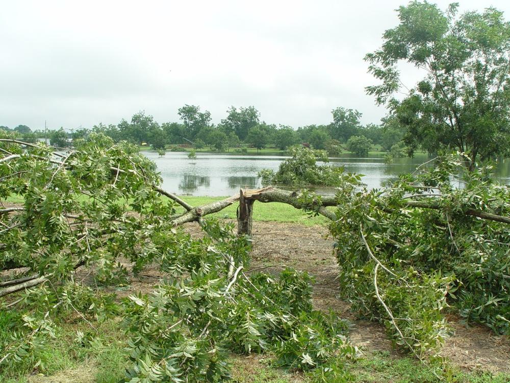 A split pecan tree after Tropical Storm Fay