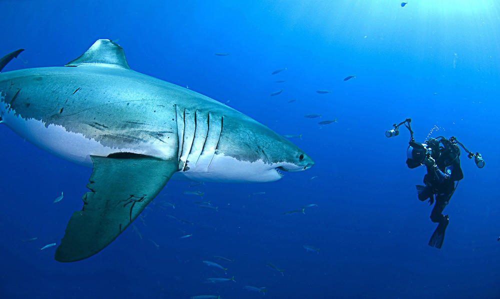 'Picture of His Life' follows an esteemed Israeli underwater photographer's dangerous quest to get the perfect shot from the depths of the ocean.