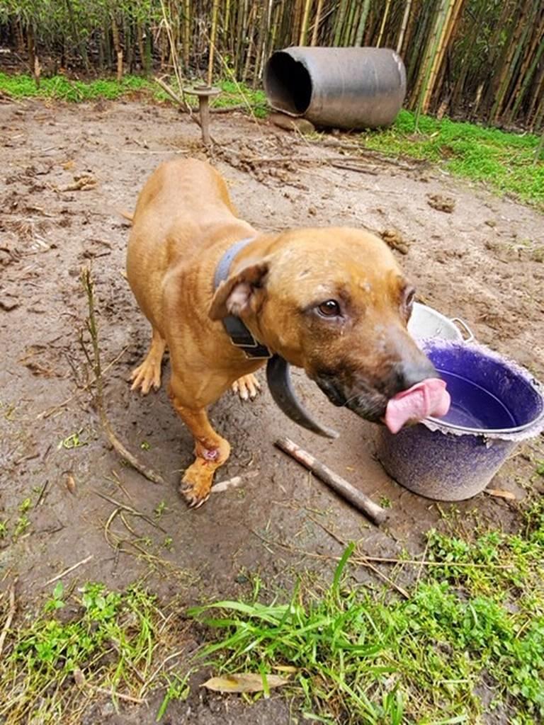 A female pitbull with a broken leg found during an investigation of dogfighting