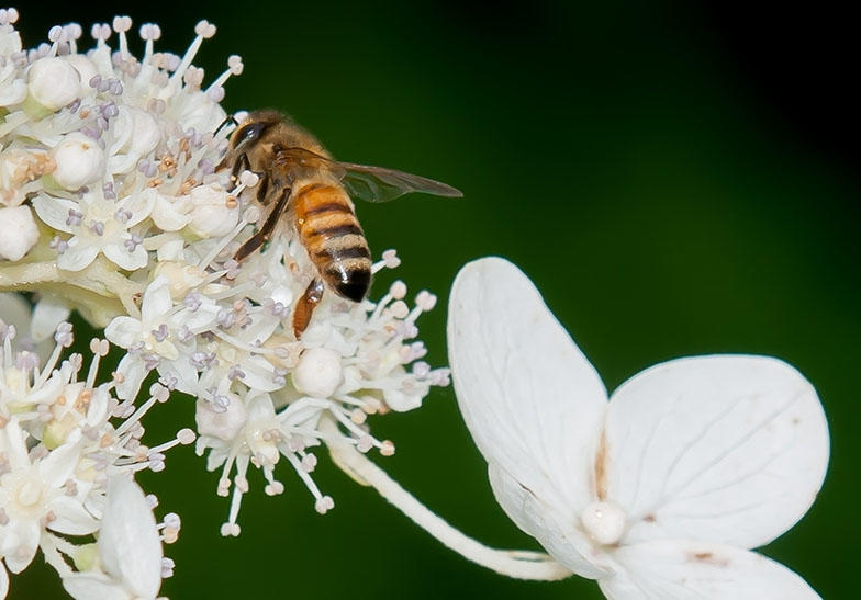 The University of Georgia is looking for people willing to count pollinators on August 24-25