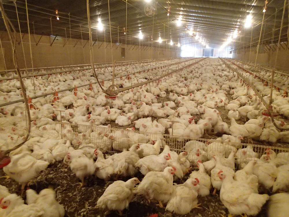 Univ. of Georgia poultry breeding program launched in Jan. 2019