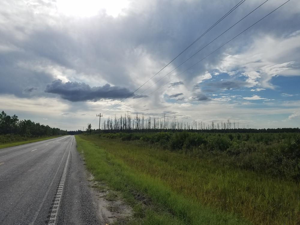 The proposed mine site along Highway 94 is currently home to slash and loblolly pine for the timber industry. Much of it was burned in a 2017 wildfire.