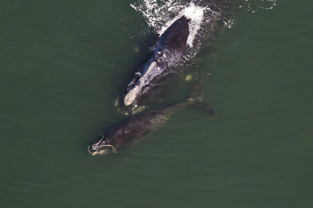 Scientists closely track right whale calf births, but now a more accurate pregnancy test could give them more information on the endangered species.