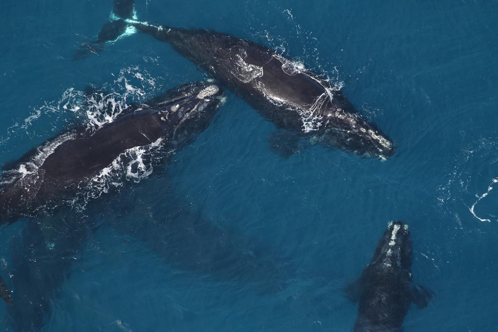 A group of Right Whales off the coast of Jekyll Island in 2018. They give birth near the Georgia coast in the winter.