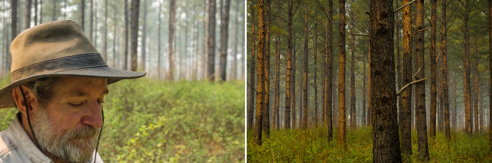 Left: Walker Rivers, 40-year veteran of prescribed burning for private land owners. Right: A tract of pines Rivers has been managing with fire since 1995 when it was a cow pasture. 