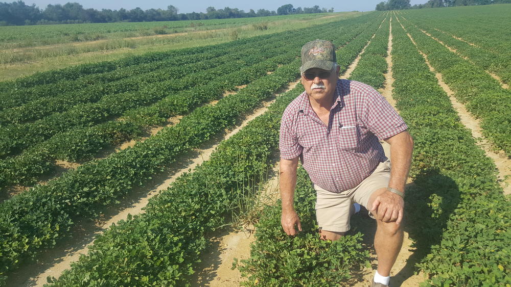 Peanut farmer Rodney Dawson in his dry land peanut field.