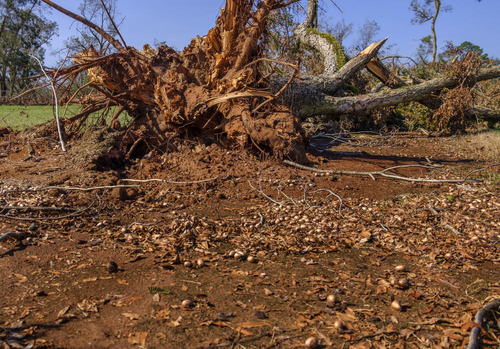 The rootball of a downed pecan tree on the Pine Knoll plantation. 