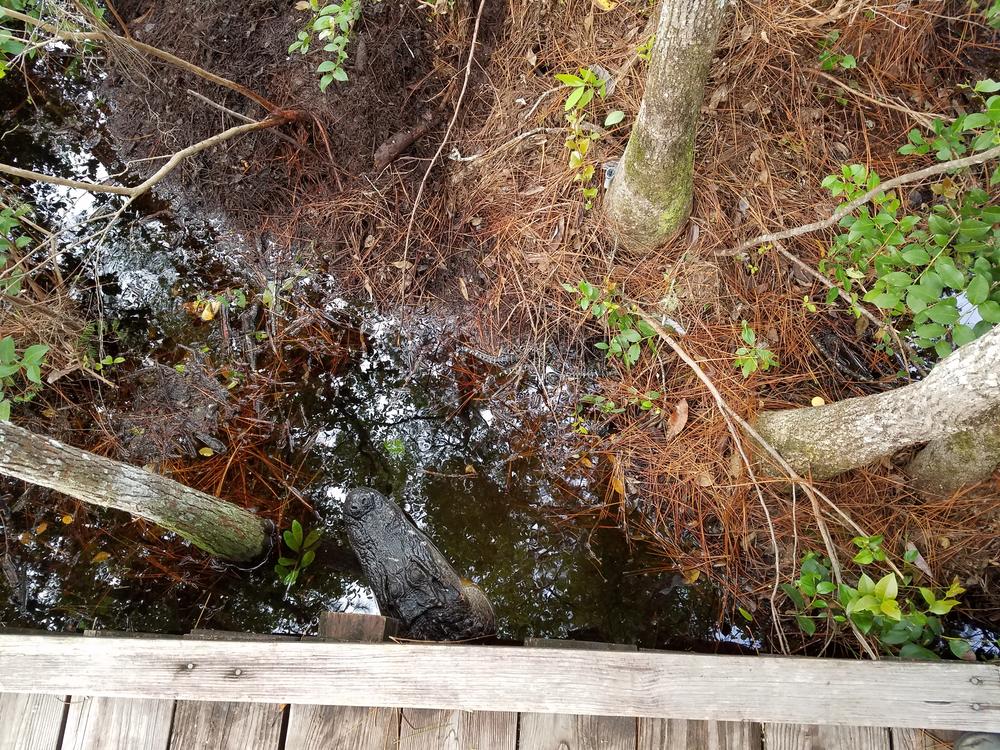 Sally the Alligator peeks out, warning humans away from her new hatchlings.