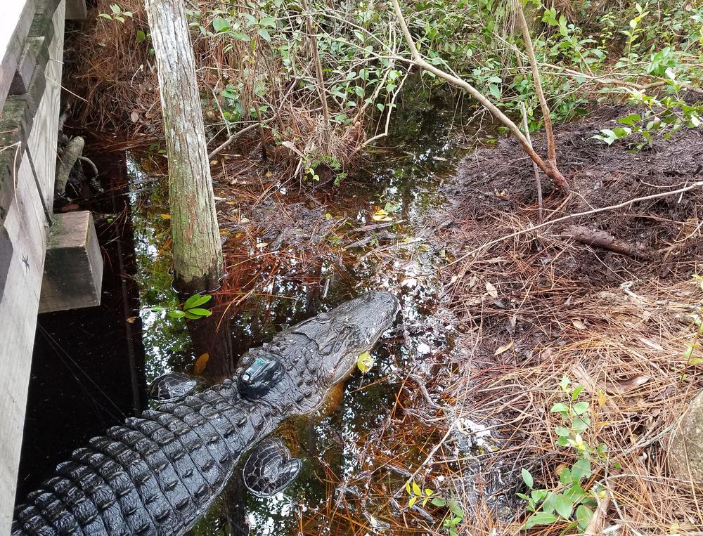 Okefenokee Alligator 