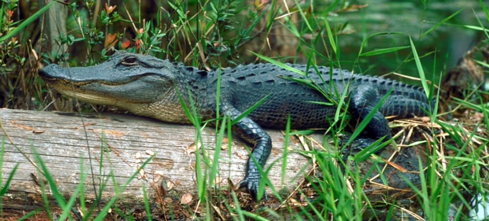 An estimated 12,000 American Alligators live in the Okefenokee Swamp. 