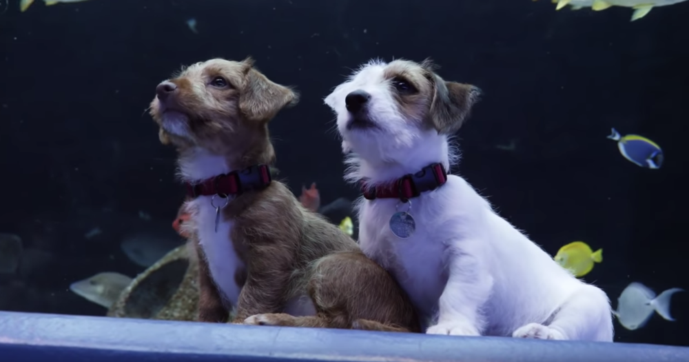 Odie and Carmel taking in the aquatic views at Georgia Aquarium.