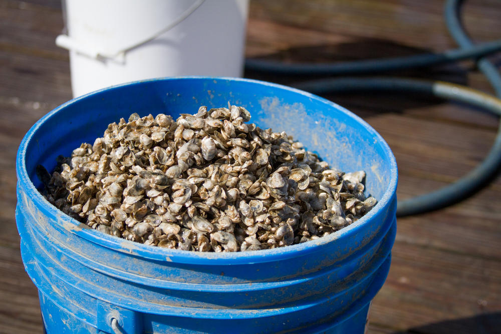 Oyster seed ready for delivery to farmers