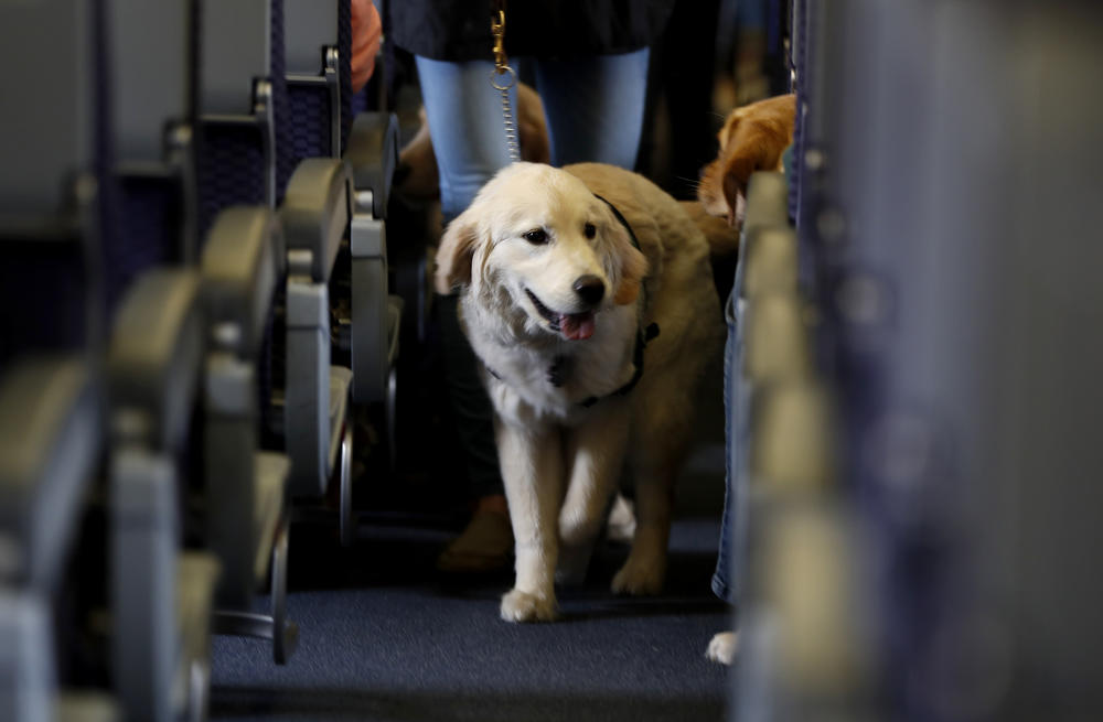 A service dog strolls through the isle inside a plane at Newark Liberty International Airport while taking part in a training exercise, in Newark, N.J.