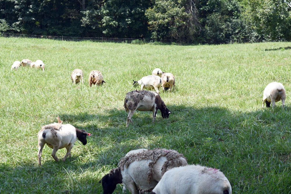 Sheep.
