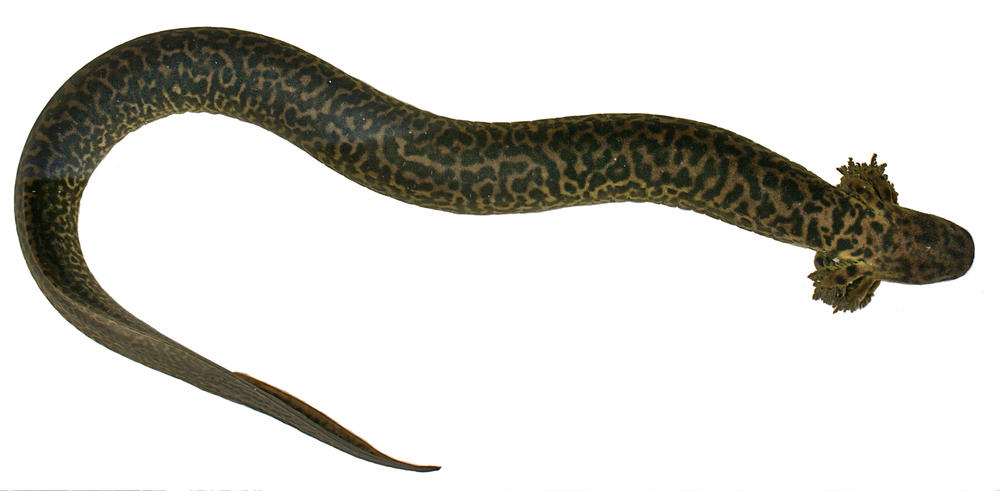 A Reticulated siren captured in Okaloosa County, Fla. used to establish the animal as a distinct species. 