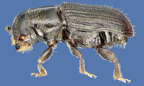 The Southern Pine Beetle is 2-4 mm in size.