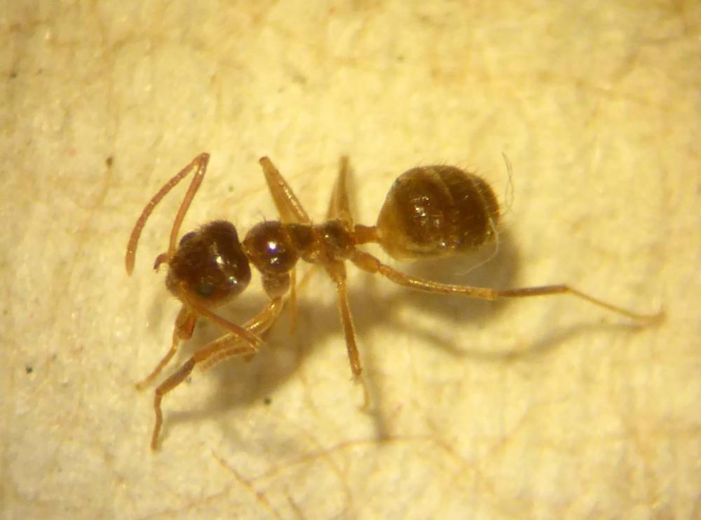 Tawny crazy ants have reached the port of Savannah, and experts expect them to spread