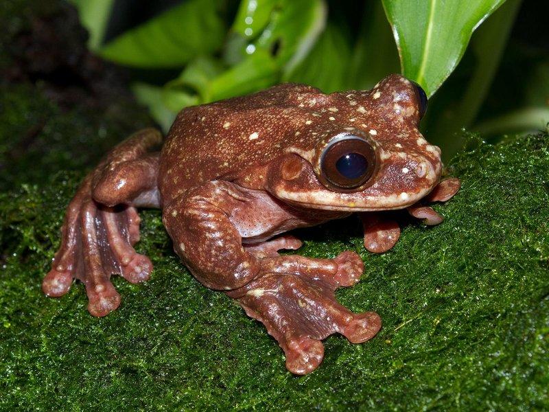 Toughie was the last known member of his frog species. He died in September at his home in the Atlanta Botanical Gardens.
