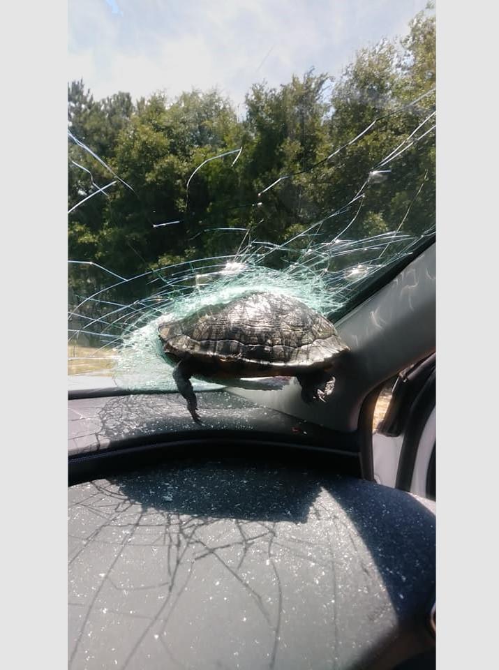 This May 12, 2020, photo shows a turtle hanging halfway through the windshield of Lark's car in in Savannah, Ga. 