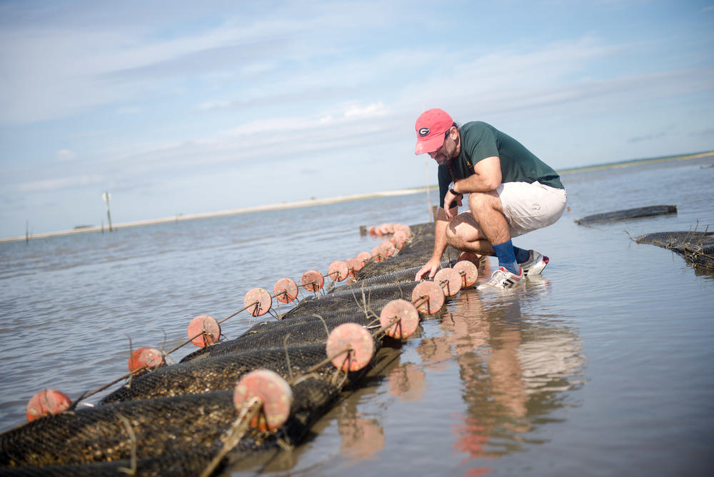 Bliss checking on growing oysters