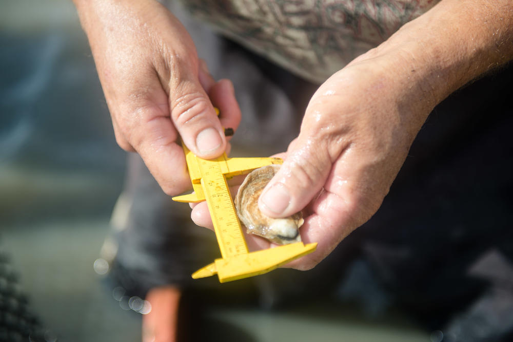 Measuring an oyster's growth