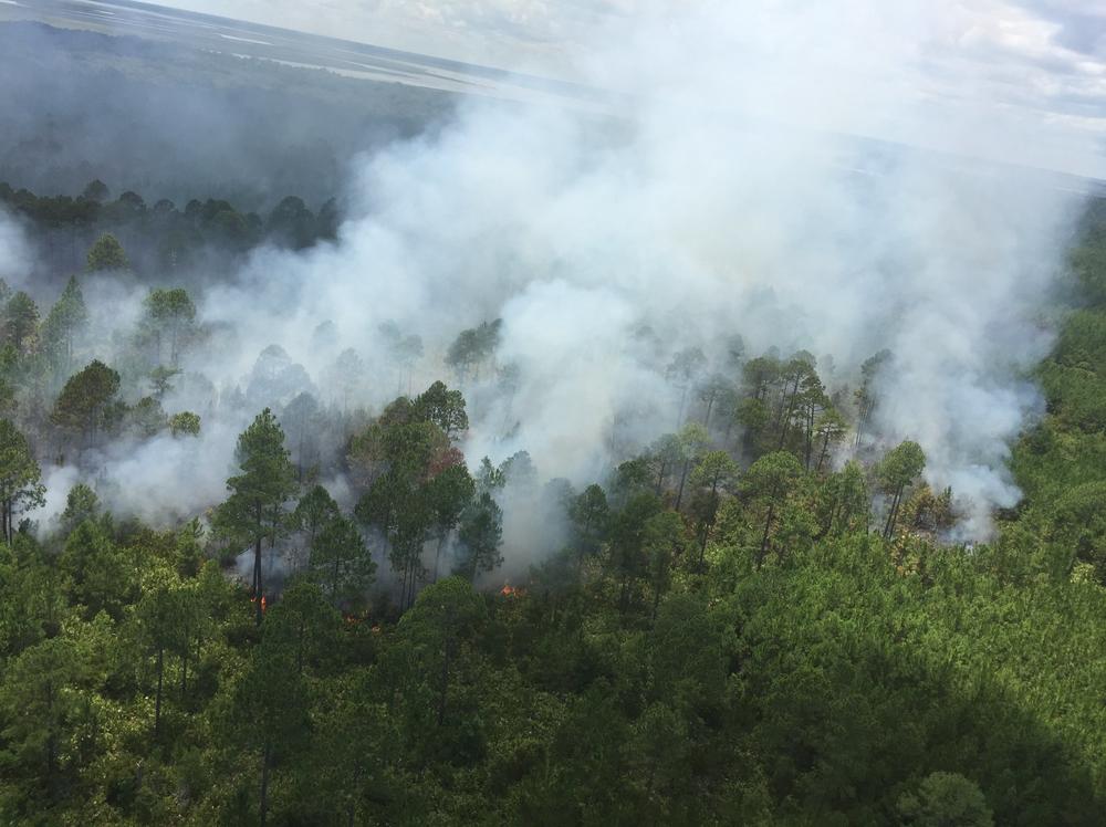 The Whitney Fire on Cumberland Island has burned more than 350 acres since June 29.