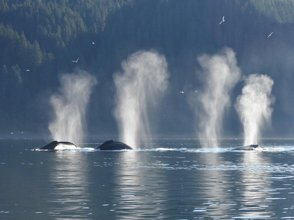 Humpback whales feed together just outside Glacier Bay, Alaska.