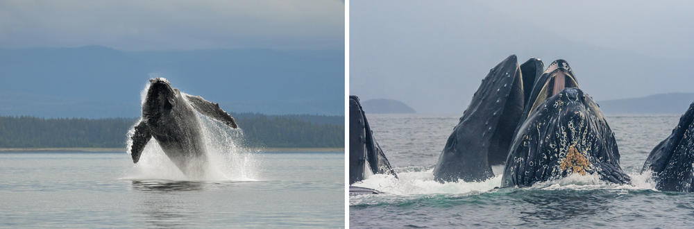 Left: Humpback whales breach for many reasons, including to communicate with other whales. Right: Humpback whales lunge-feed near Glacier Bay.