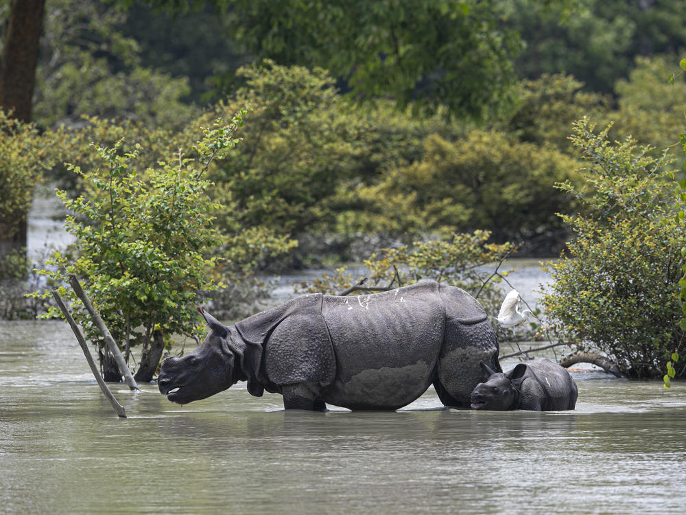 A one-horned rhinoceros and a calf wade through flood water at the Pobitora Wildlife Sanctuary in Assam, India, Thursday. Floods and landslides triggered by heavy monsoon rains have killed dozens of people in this northeastern region. The floods also inundated most of Kaziranga National Park, home to a large concentration of the rare rhino species.
