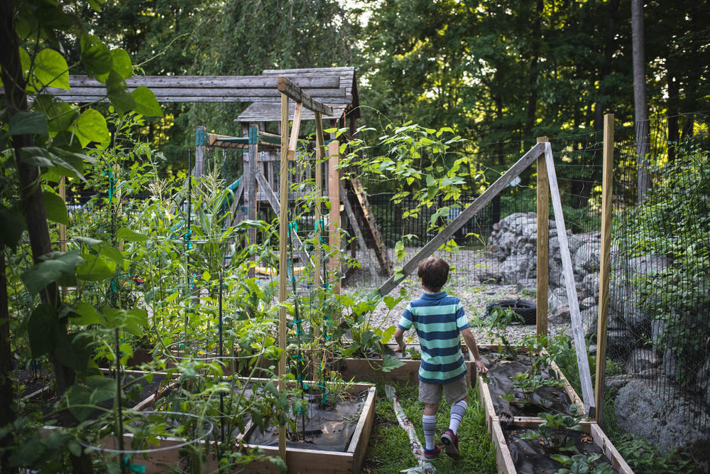 Conner Curran explores his family's garden. The experimental treatment he got two years ago was an infusion of many copies of a harmless virus known as AAV that had been packed with some of the genetic code from a dystrophin gene. Once inside the body, these copies of AAV transport their payload of functional dystrophin code into muscle cells, where they replace a faulty version.