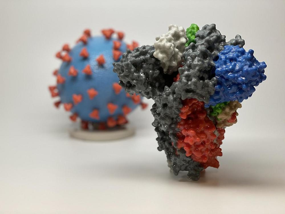 3D print of a spike protein of SARS-CoV-2 - also known as 2019-nCoV, the virus that causes COVID-19 - in front of a 3D print of a SARS-CoV-2 virus particle. The spike protein (foreground) enables the virus to enter and infect human cells. On the virus model, the virus surface (blue) is covered with spike proteins (red) that enable the virus to enter and infect human cells.