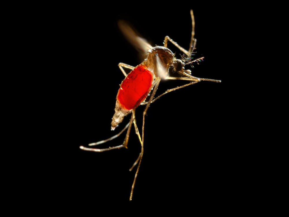 With her blood meal visible through her transparent abdomen, the female <em>Aedes aegypti</em> mosquito takes flight as she leaves her host's skin surface.