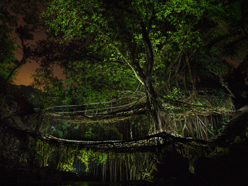 A single Ficus elastica tree forms the backbone of a double-decker bridge near the village of Nongriat in the Indian state of Meghalaya.