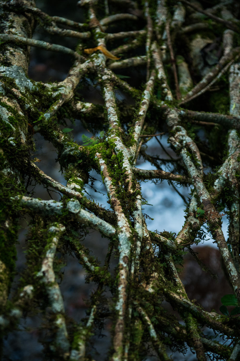 A mat of Ficus elastica roots have merged together after years of growth, giving strength to the bridge.