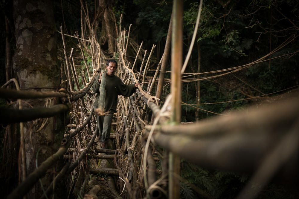 A man carries a bamboo log across a bridge to be used for its maintenance. Bamboo can reinforce young and long bridges, making them sturdy and safe.