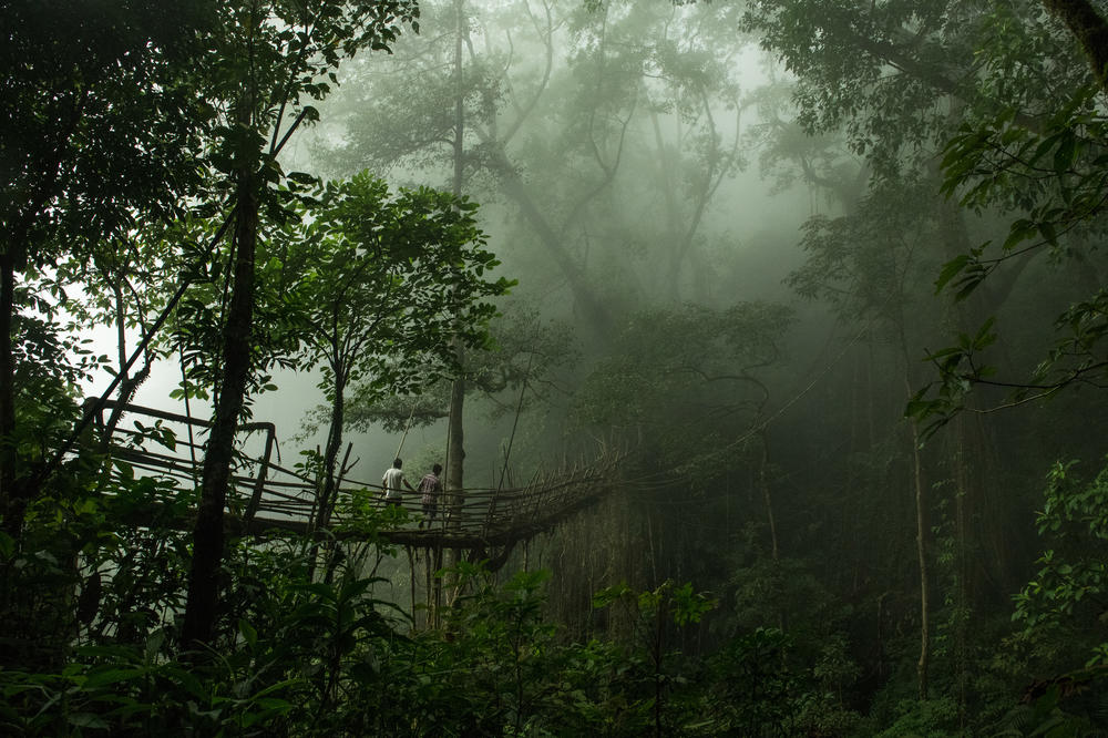 Two villagers cross the longest-known living-root bridge on a misty morning. The bridge is over 160 feet long and hangs over a 230-foot-deep river valley.