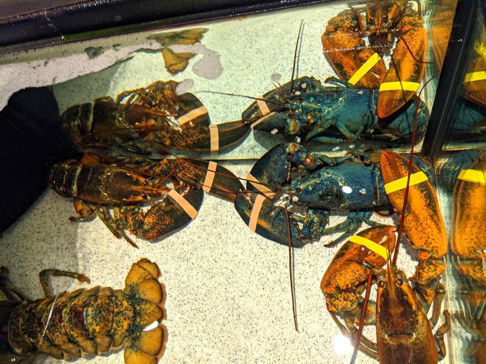 A rare blue American lobster in the tank of a Red Lobster restaurant in Cuyahoga Falls, Ohio, last week.