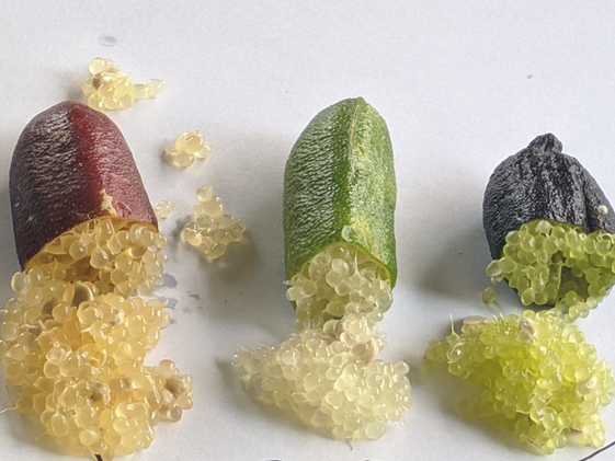 Australian fingerlimes, related to citrus are gaining popularity as an exotic fruit.