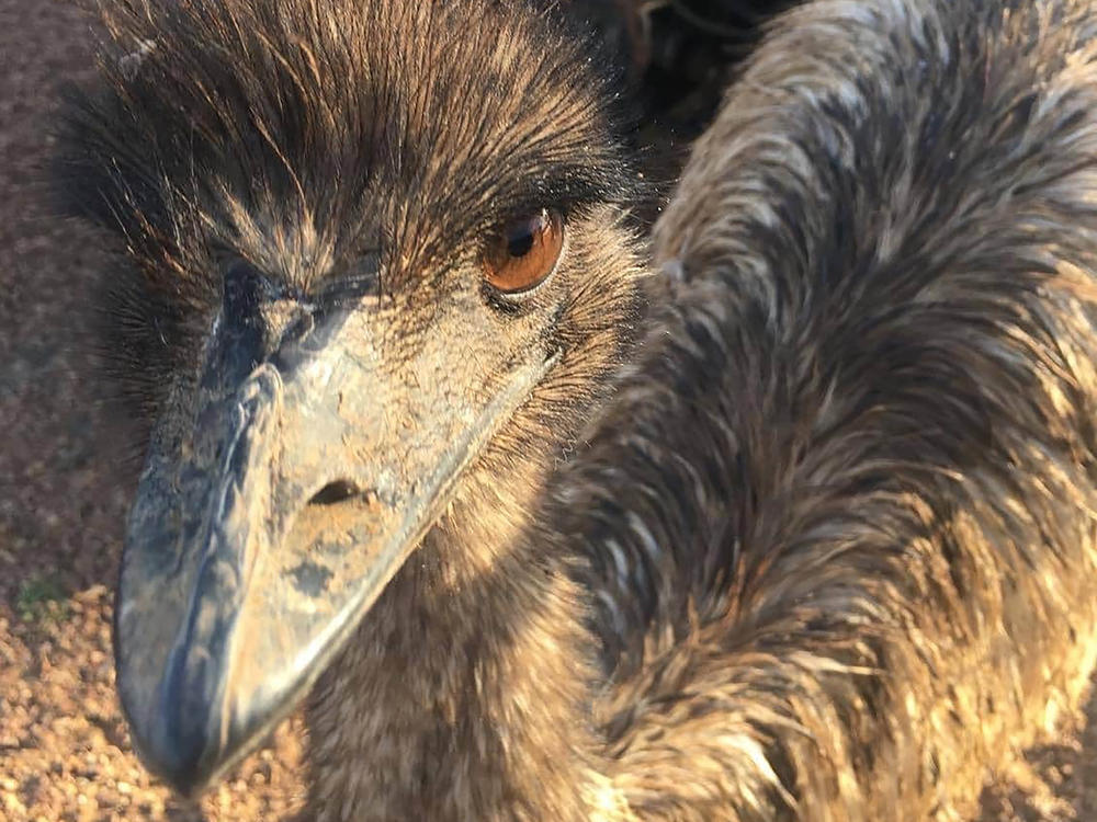 An emu named Carol, age 3, walks around behind a fence in Yaraka, a small town in Australia. An Australian Outback pub has banned Carol and her brother Kevin for 