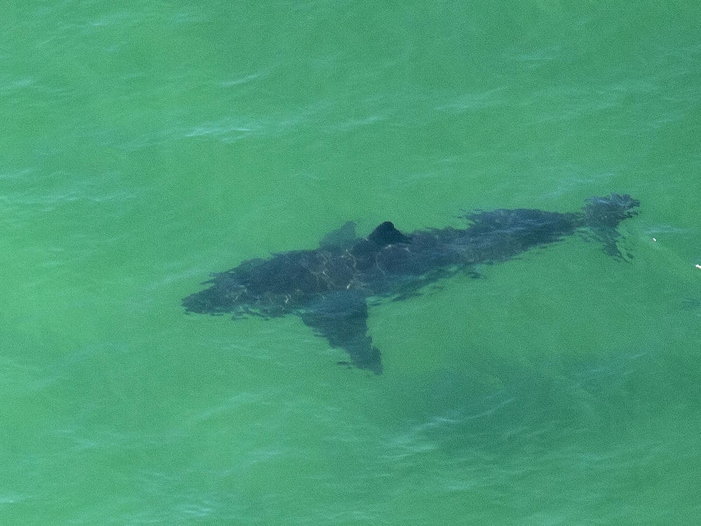 A great white shark swims off the shore of Cape Cod, Mass., in July 2019. A woman was killed by a great white in Maine on Monday — the first fatal attack in the state's history.