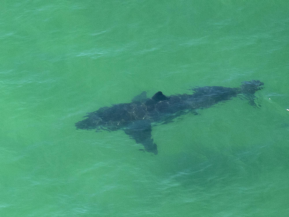 A great white shark swims off the shore of Cape Cod, Mass., in July 2019. A woman was killed by a great white in Maine on Monday — the first fatal attack in the state's history.