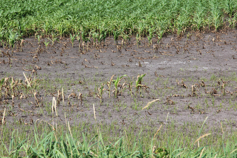 Crops often don't grow well on part of the land that Williams bought. The ground stays too wet. Williams may convert it to wildlife habitat.