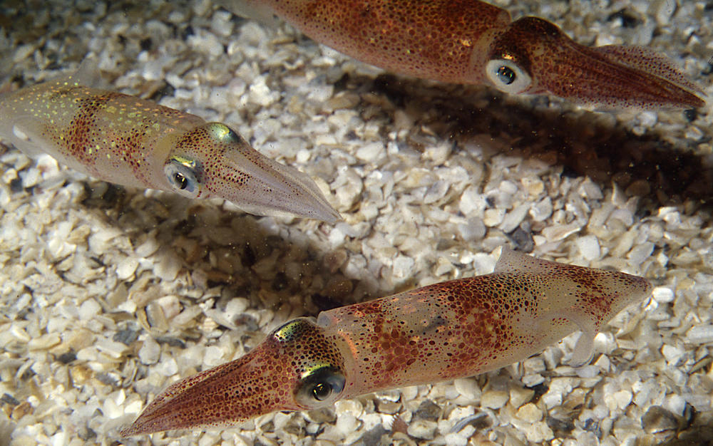 Studies with the <em>Doryteuthis pealeii</em> squid, shown above,<em> </em>have led to major advances in neurobiology.