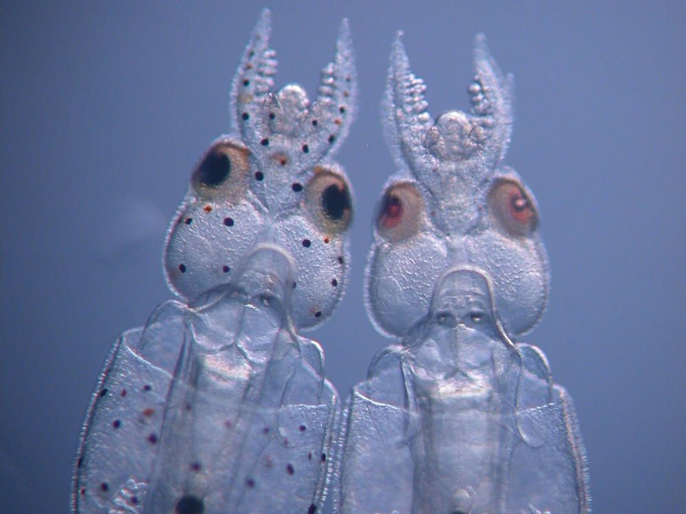 On the left is an unmodified hatchling of a longfin inshore squid (<em>Doryteuthis pealeii</em>). The one on the right was injected with CRISPR-Cas9 targeting a pigmentation gene before the first cell division. It has very few pigmented cells and lighter eyes.