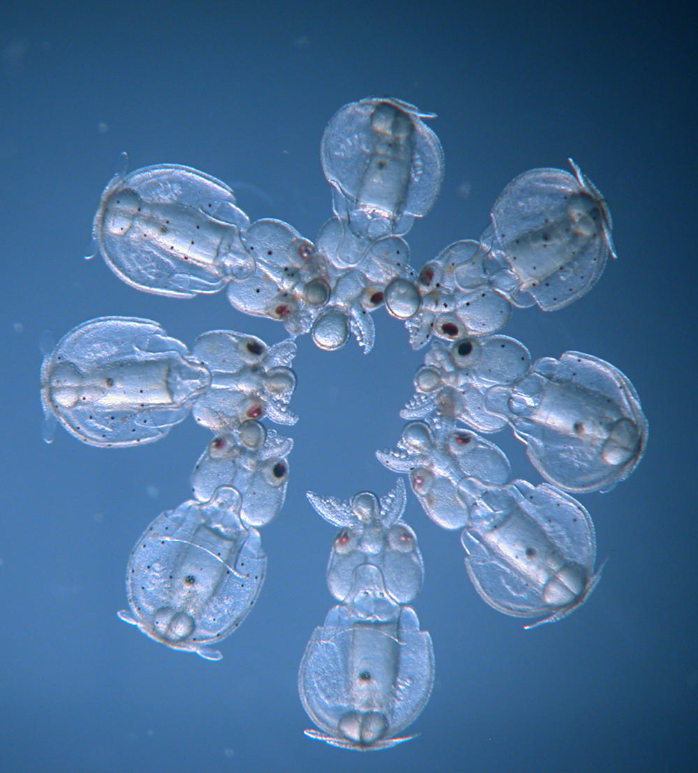 These <em>Doryteuthis pealeii </em>squid embryos were injected with CRISPR-Cas9 at different times before the first cell division, resulting in mosaic embryos with different characteristics.