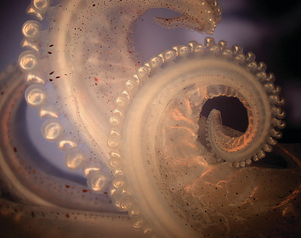 Curled tentacle of the longfin inshore squid, <em>D. pealeii</em>.
