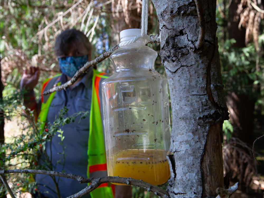 A bottle containing orange juice and rice cooking wine is set as a trap by Jenni Cena, pest biologist and trapping supervisor from the Washington State Department of Agriculture, in an effort to catch Asian giant hornets, also known as murder hornets.