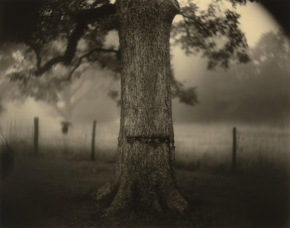 Sally Mann, <em>Deep South, Untitled (Scarred Tree)</em>, 1998, Alfred H. Moses and Fern M. Schad Fund