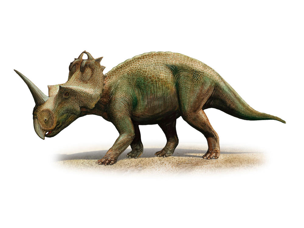 Scientists in Canada have diagnosed malignant cancer for the first time in a dinosaur, a <em>Centrosaurus apertus</em> from 76 to 77 million years ago.
